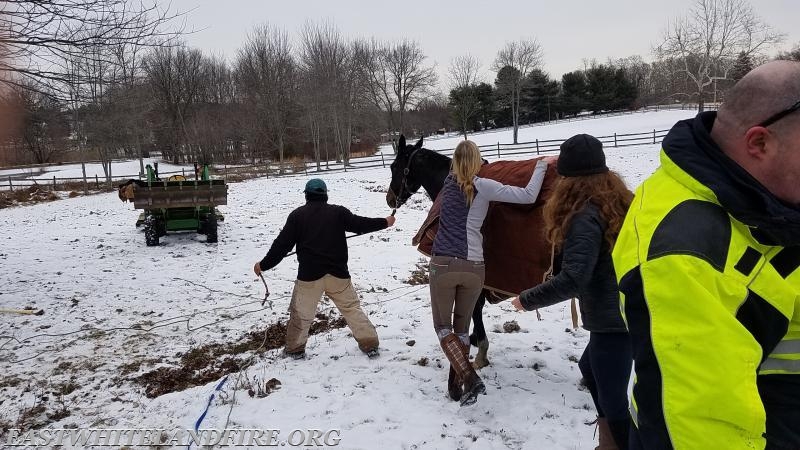 Ricky Ricardo rescued from frozen pond and doing just fine.